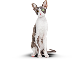 Котик